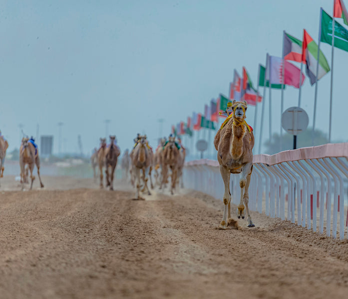 Camel Racing Speed and Performance Safe Supplements