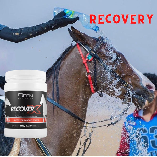 Horse Racing Recovery with BCAA amino acids